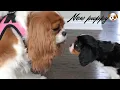 WE GOT A NEW PUPPY VLOG CAVALIER KING CHARLES SPANIEL PUPPY SUPPLIES