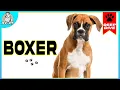 Boxer Dogs 101 Everything You Need To Know