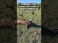 Download Lagu Franz-Albrecht just hunted an unforgettable old stag in Hungary