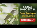 Suara Sikatan Londo Betina Pancingan Untuk Jantan!