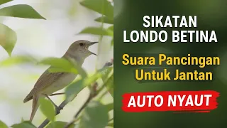 suara sikatan londo betina pancingan untuk jantan 