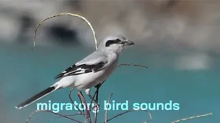 صوت طائر الصرد دندنها