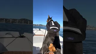 #Fyp #dream #doberman #pets #YouTube
