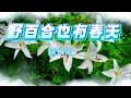 Vol 128 六個版本的野百合也有春天，每一版都是一個深情的故事
