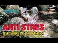 Download Lagu Terapi air anti stres, semua jenis burung akan rajin bunyi, terapi burung