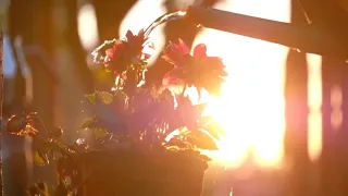 حالة واتس او فيس بوك ياصباح الخير ياللي معانا أم كلثوم 