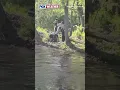 See It A Rabid Beaver Attacks An 8-Year-Old Boy In New Jersey