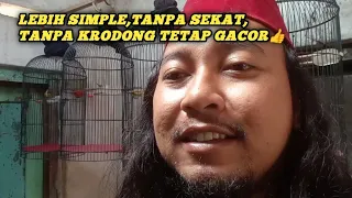 try caring for a full colony of sogon the results are great 