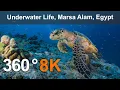 Lagu Underwater Life, Marsa Alam, Egypt. 360 video in 8K.