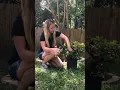 When How to prune azaleas