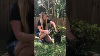 When How to prune azaleas