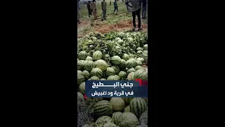 مشاهد ترصد جانبا من جني البطيخ في قرية ود أغبيش المغاربة بولاية الجزيرة وسط السودان  مشاهد ترصد جانبا من جني البطيخ في قرية ود أغبيش المغاربة بولاية الجزيرة وسط السودان