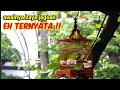 Download Lagu Awalnya Prenjak Liar Ini  Kaya Jagoan Endingnya Seperti Ini!!