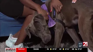 Forever Home Friday Meet Grenadine