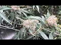 Lemon Cherry Gelato Week 9 final week before cut