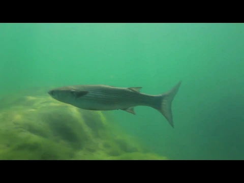 Rivers of Croatia  - TRAILER