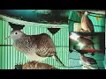 Download Lagu CUKUP 30 Detik Perkutut Bangkok Langsung Nyaut Dipancing 4 Suara Burung Perkutut Ini