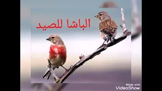 صوت التفاحي تفيفيحي 