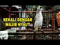 Download Lagu Pancingan Trucuk pagi hari 100 % efektif bikin bunyi gacor dengan suara trucuk ini