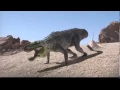 Download Lagu Dinosaur Revolution | Eoraptor Mating Crasher