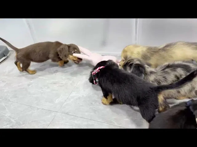 動画