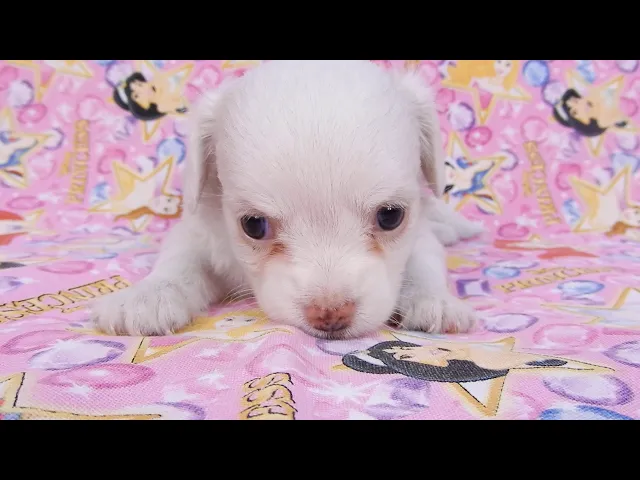動画