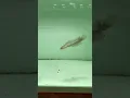 Download Lagu https://vt.tiktok.com/ZSD3n2Fxm/ #cabaymau #aquarium #caloc #channa #caloccanh #snakehead #fish