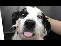 The most stubborn breed mixed with the most brilliant what could go wrong