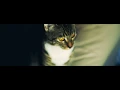 KITTEN CC'ed. | Canon 550D