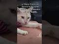 5 Facts Flamepoint Siamese Cats 2023