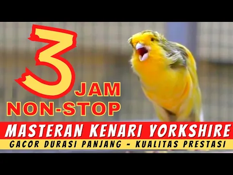 Download MP3 🔴 Masteran Kenari Yorkshire Gacor Durasi Panjang  | Yorkshire Canary  | Kenari Yokser Gacor Panjang