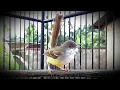 Download Lagu Pancingan Burung CIBLEK semi Bahan agar mudah bunyi dan cepet gacor
