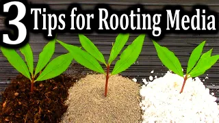 Download The BEST Medium for Rooting your Cuttings | 3 Criteria for Successful Plant Propagation MP3