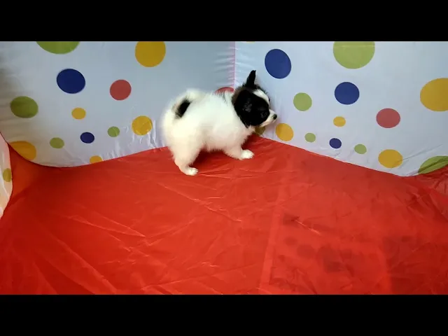 動画