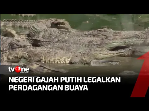 Meski Legal Diperdagangkan, Buaya Siam di Thailand Masih Terancam Punah