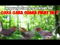 Download Lagu SUARA PIKAT PRENJAK RIBUT Paling Ampuh Dan Paling Jitu