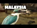 Download Lagu Maleisië - Het laatste bastion van wilde dieren