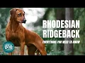 Rhodesian Ridgeback Dog Breed Guide Dogs 101