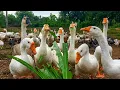 Happy Farm Animals Rush to Feeding Time Ducks Geese Chickens Daily Farm Life