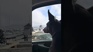 #Fyp #dream #YouTube #doberman #pets