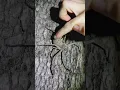 A Huntsman Spider Gets A Gentle Pat ViralHog
