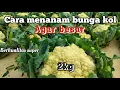 Download Lagu Cara menanam dan merawat bunga kol agar besar juga berbobot