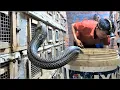 Download Lagu How Vietnamese farmers make millions of dollars from commercial cobra farming. harvest cobra 2023