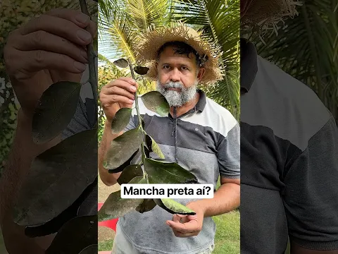 Mancha preta no limão? #campo #interior #agro #dicas