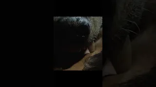 Dracula S Dog Aka Zoltan Hound Of Dracula 1977 