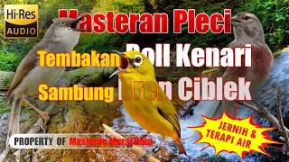Download Masteran Pleci Tembakan Roll Kenari Sambung Bren Ciblek MP3