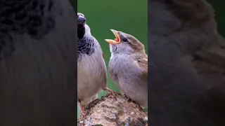 صوت دوري المنازل House Sparrow رابط الفيديو كامل بأول تعليق 