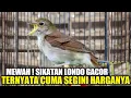 Download Lagu UPDATE HARGA SIKATAN LONDO GACORAN DIKIOS PASAR BURUNG PRAMUKA TERNYATA BIKIN MATA SUSAH KEDIP
