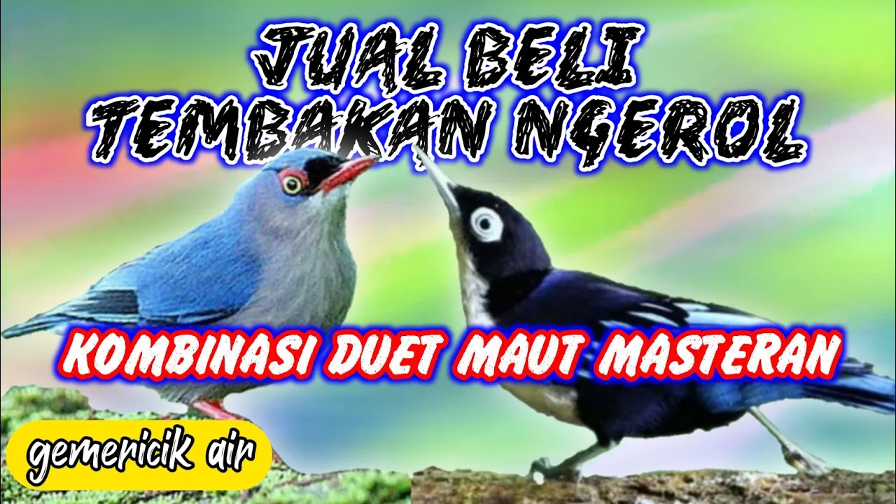 tembakan panjang burung rambatan || suara masteran burung dan terapi gemericik air