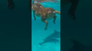 A Dog SHOULD NOT live on a boat ⛵️… #shorts